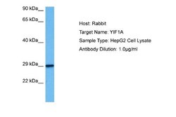 YIF1A Rabbit anti-Human, Polyclonal, Novus Biologicals 0.1 mL | Buy Online | Novus Biologicals | Fisher Scientific